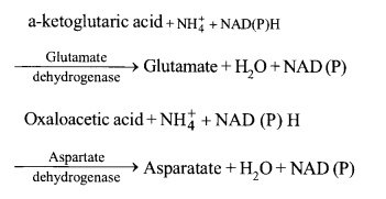 NCERT Exemplar Solutions for Class 11 Biology Chapter 12 Mineral Nutrition 2
