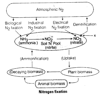 NCERT Exemplar Solutions for Class 11 Biology Chapter 12 Mineral Nutrition 3