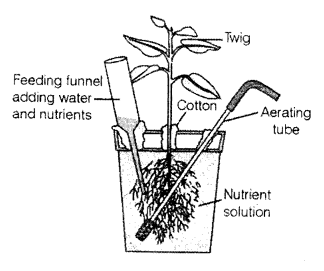 NCERT Exemplar Solutions for Class 11 Biology Chapter 12 Mineral Nutrition 4