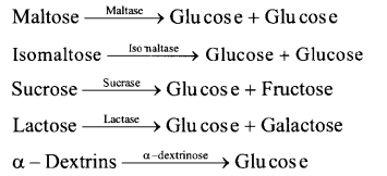 NCERT Exemplar Solutions for Class 11 Biology Chapter 16 Digestion and Absorption 10