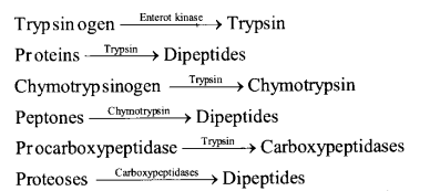 NCERT Exemplar Solutions for Class 11 Biology Chapter 16 Digestion and Absorption 12