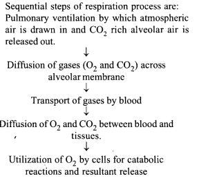 NCERT Exemplar Solutions for Class 11 Biology Chapter 17 Breathing and Exchange of Gases 3