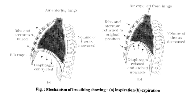 NCERT Exemplar Solutions for Class 11 Biology Chapter 17 Breathing and Exchange of Gases 4