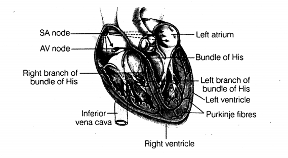 NCERT Exemplar Solutions for Class 11 Biology Chapter 18 Body Fluids and Circulation 7