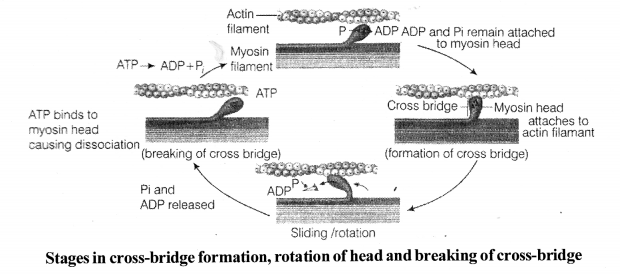 NCERT Exemplar Solutions for Class 11 Biology Chapter 20 Locomotion and Movement 1.1l