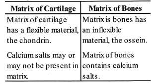 NCERT Exemplar Solutions for Class 11 Biology Chapter 20 Locomotion and Movement 5.1v