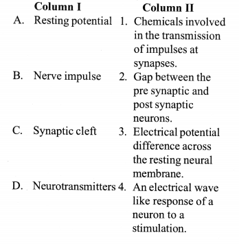 NCERT Exemplar Solutions for Class 11 Biology Chapter 21 Neural control and co-ordination 8.1
