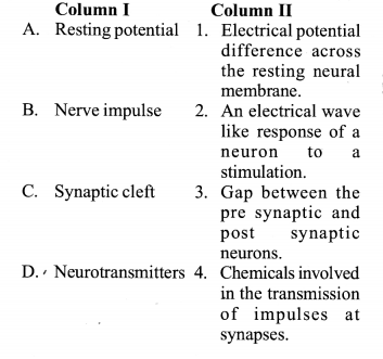 NCERT Exemplar Solutions for Class 11 Biology Chapter 21 Neural control and co-ordination 8.2