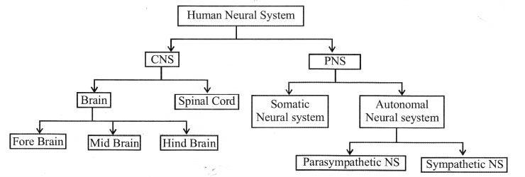 NCERT Exemplar Solutions for Class 11 Biology Chapter 21 Neural control and co-ordination s1.2