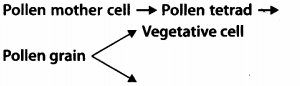 NCERT Exemplar Solutions for Class 12 Biology chapter 2 Sexual Reproduction,in Flowering Plants 1