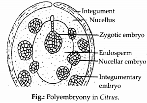 NCERT Exemplar Solutions for Class 12 Biology chapter 2 Sexual Reproduction,in Flowering Plants 10