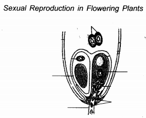 NCERT Exemplar Solutions for Class 12 Biology chapter 2 Sexual Reproduction,in Flowering Plants 11