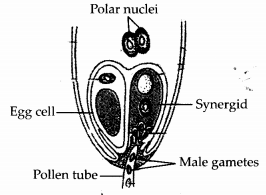 NCERT Exemplar Solutions for Class 12 Biology chapter 2 Sexual Reproduction,in Flowering Plants 12