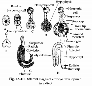 NCERT Exemplar Solutions for Class 12 Biology chapter 2 Sexual Reproduction,in Flowering Plants 13