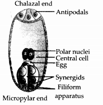 NCERT Exemplar Solutions for Class 12 Biology chapter 2 Sexual Reproduction,in Flowering Plants 14
