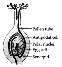 NCERT Exemplar Solutions for Class 12 Biology chapter 2 Sexual Reproduction,in Flowering Plants 4