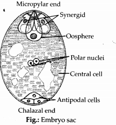 NCERT Exemplar Solutions for Class 12 Biology chapter 2 Sexual Reproduction,in Flowering Plants 6