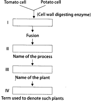 NCERT Exemplar Solutions for Class 12 Biology chapter 9 Strategies for Enhancement in Food Production 3