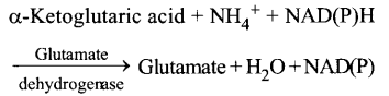 NCERT Solutions for Class 11 Biology Chapter 12 Mineral Nutrition 8
