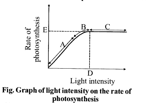 NCERT Solutions for Class 11 Biology Chapter 13 Photosynthesis 1