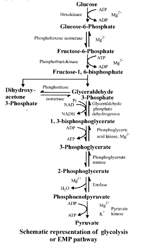 NCERT Solutions for Class 11 Biology Chapter 14 Respiration in Plants 4