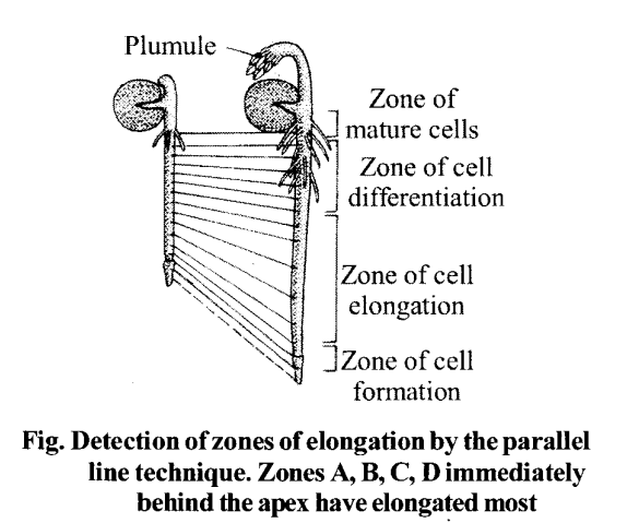 NCERT Solutions for Class 11 Biology Chapter 15 Plant Growth and Development 1