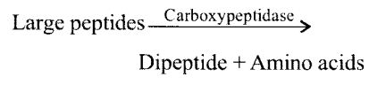 NCERT Solutions for Class 11 Biology Chapter 16 Digestion and Absorption 4
