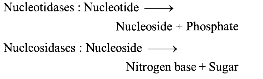 NCERT Solutions for Class 11 Biology Chapter 16 Digestion and Absorption 6