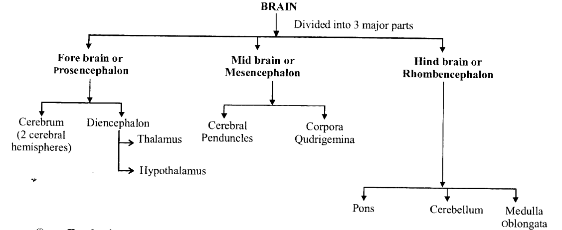 NCERT Solutions for Class 11 Biology Chapter 21 Neural control and co-ordination 1