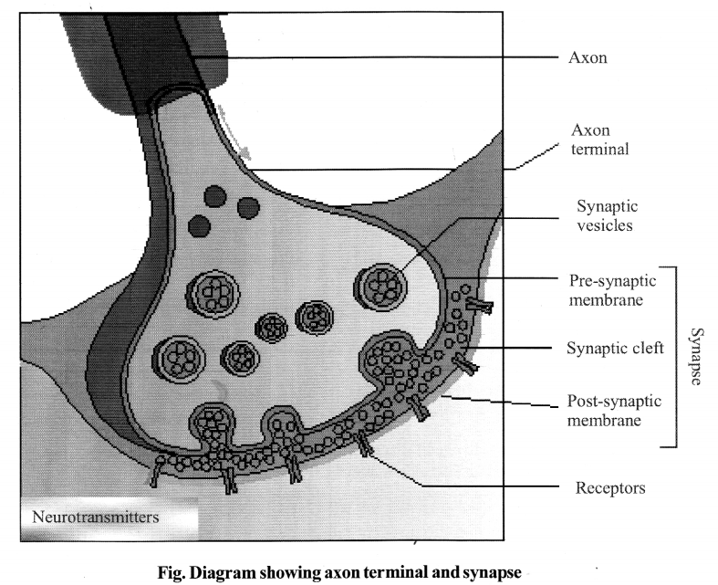 NCERT Solutions for Class 11 Biology Chapter 21 Neural control and co-ordination 12