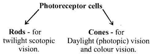 NCERT Solutions for Class 11 Biology Chapter 21 Neural control and co-ordination 2