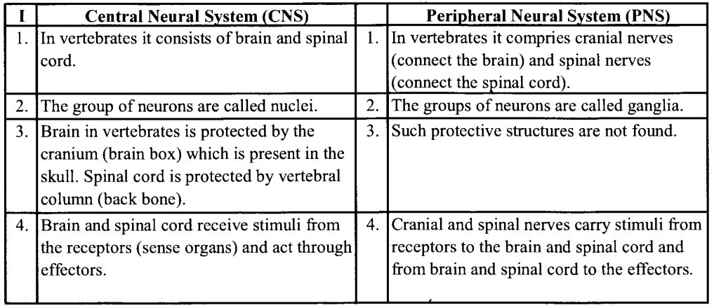 NCERT Solutions for Class 11 Biology Chapter 21 Neural control and co-ordination 3