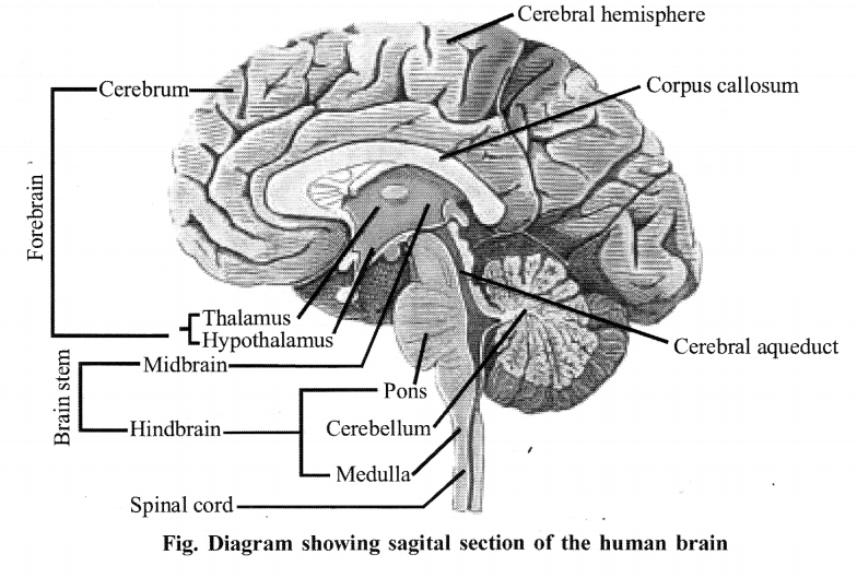 NCERT Solutions for Class 11 Biology Chapter 21 Neural control and co-ordination 7