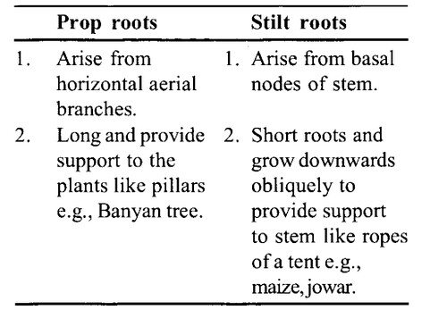 NCERT Solutions for Class 11 Biology Chapter 5 Morphology of Flowering Plants 13