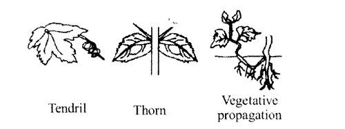 NCERT Solutions for Class 11 Biology Chapter 5 Morphology of Flowering Plants 5