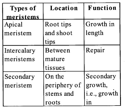 NCERT Solutions for Class 11 Biology Chapter 6 Anatomy of Flowering Plants 1
