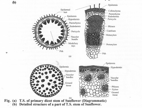 NCERT Solutions for Class 11 Biology Chapter 6 Anatomy of Flowering Plants 4
