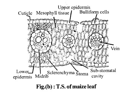 NCERT Solutions for Class 11 Biology Chapter 6 Anatomy of Flowering Plants 8