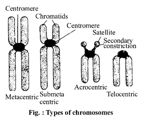 NCERT Solutions for Class 11 Biology Chapter 8 Cell The Unit of Life 5