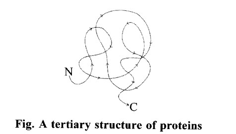 NCERT Solutions for Class 11 Biology Chapter 9 Biomolecules 1