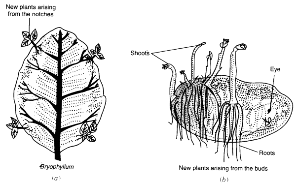 NCERT Solutions for Class 7 Science Chapter 12 Reproduction in Plants Q.2