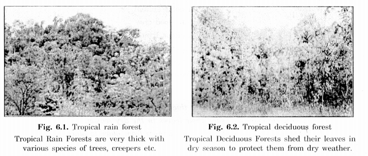 NCERT Solutions for Class 7 Social Science Geography Chapter 6 Natural Vegetation and Wild Life 1