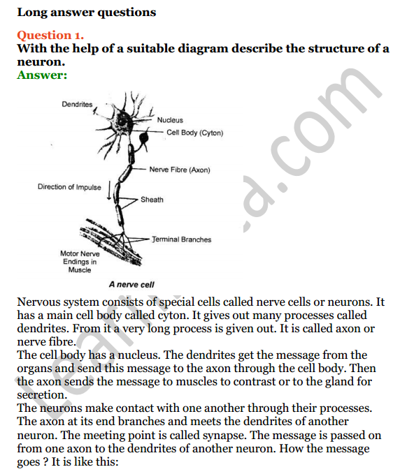 Selina Concise Biology Class 7 ICSE Solutions Chapter 6 Nervous System 3