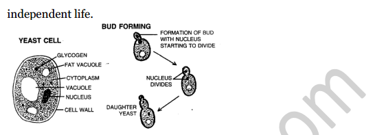 Selina Concise Biology Class 8 ICSE Solutions Chapter 2 Reproduction in Plants 11