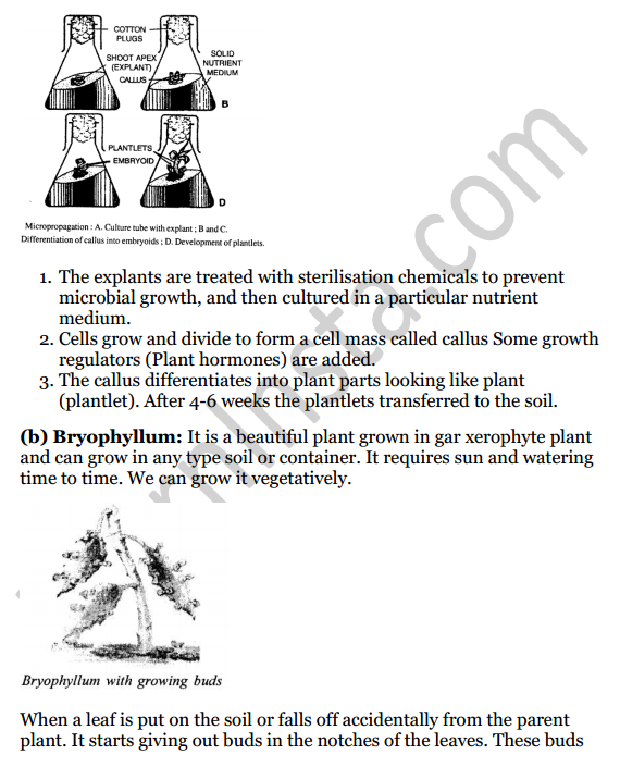 Selina Concise Biology Class 8 ICSE Solutions Chapter 2 Reproduction in Plants 8