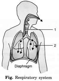 Respiration In Organisms Class 7 MCQ