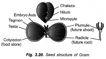 How do Organisms Reproduce Class 10 Important Questions Science Chapter 8 image - 54