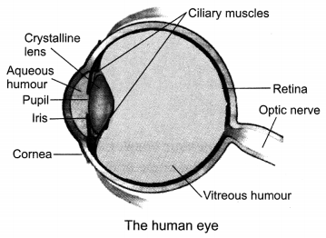 Human Eye and Colourful World Class 10 Extra Questions with Answers Science Chapter 11, 13a
