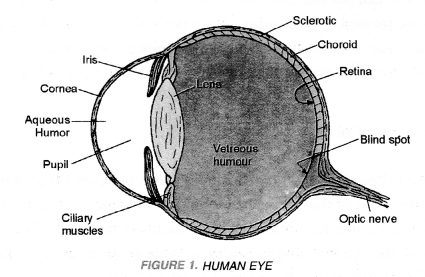 Human Eye and Colourful World Class 10 Important Questions Science Chapter 11 image - 23