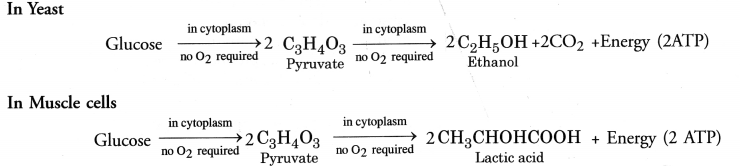 NCERT Exemplar Solutions for Class 10 Science Chapter 6 Life Processes image - 19